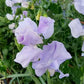 Royal Family Lavender Sweet Pea Seeds online shopping