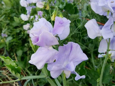 Royal Family Lavender Sweet Pea Seeds online shopping