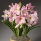 Sweet Star Dutch Amaryllis Bulbs