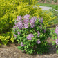 Scentara Pura® Lilac