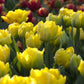 Marie Jo Tulip Bulbs