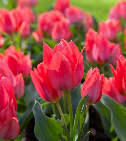 Toronto Tulip Bulbs