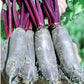 Taunus F1 Beet Seeds online shopping