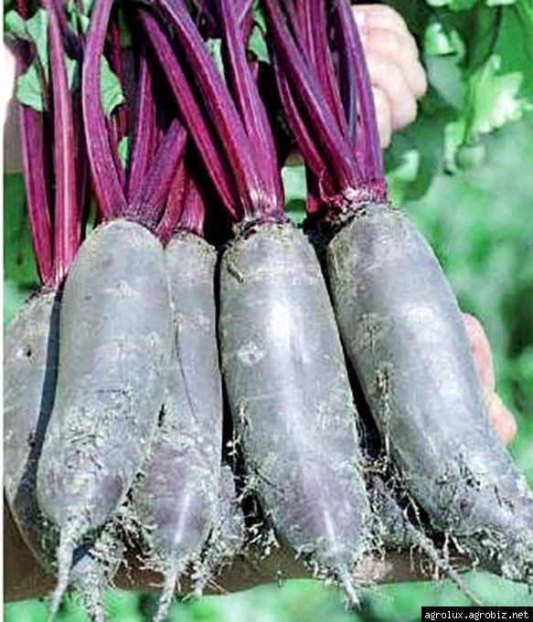 Taunus F1 Beet Seeds online shopping