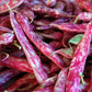 Taylor Horticultural Drying Bean Seeds online shopping