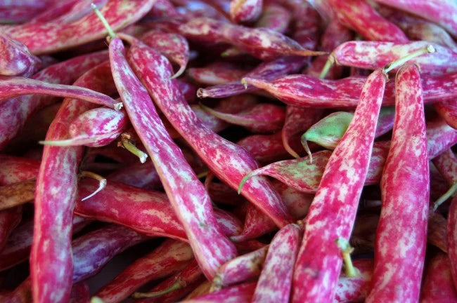 Taylor Horticultural Drying Bean Seeds online shopping