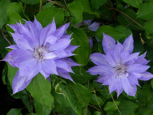 Techio Clematis Vine
