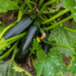 Black Beauty Summer Squash Seeds online shopping
