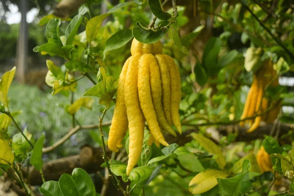 Citrus Trees - Arbres d'Agrumes