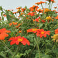 Mexican Torch Tithonia Seeds online shopping