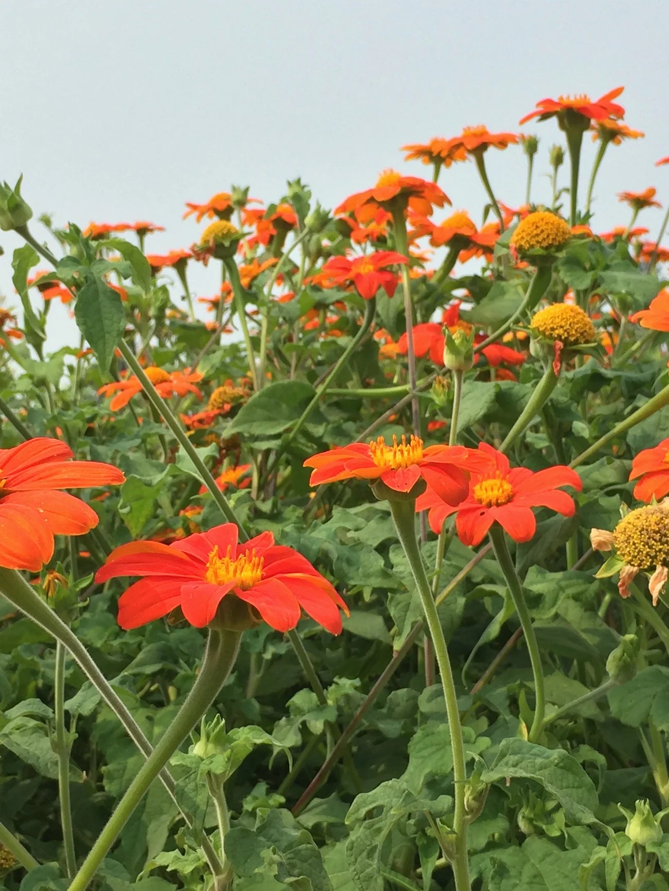Mexican Torch Tithonia Seeds online shopping