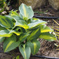 Touch of Class Hosta Plant