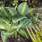 Touch of Class Hosta Plant