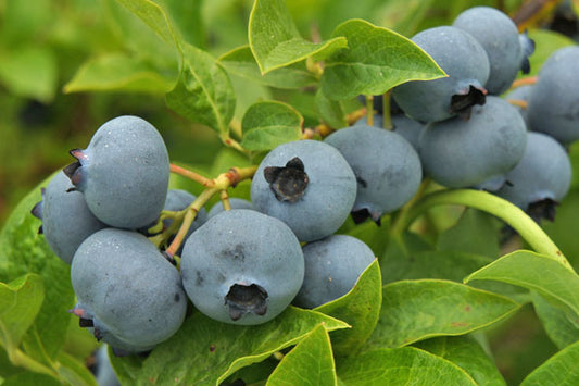 Toro Mid Season Highbush Blueberry Plant