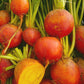 Touchstone Gold Beet Seeds online shopping