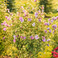 Sugar Tip Gold Rose of Sharon Hibiscus