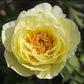 Paeonia Lactiflora Yellow Crown