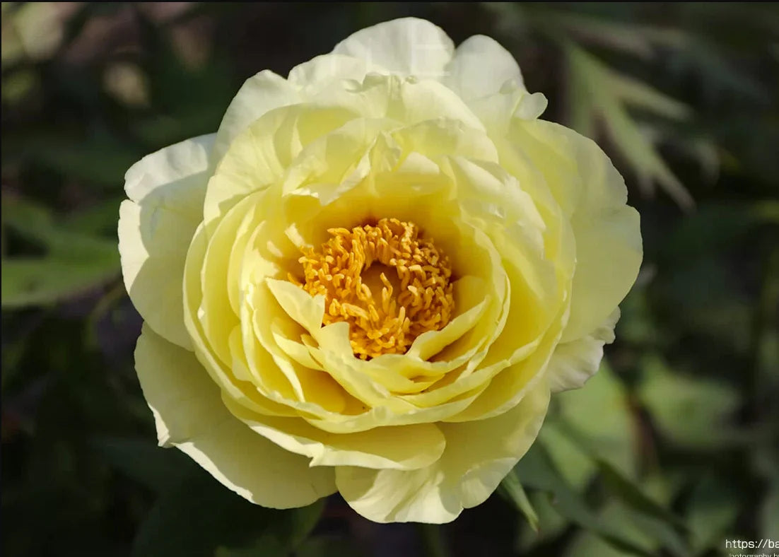 Paeonia Lactiflora Yellow Crown