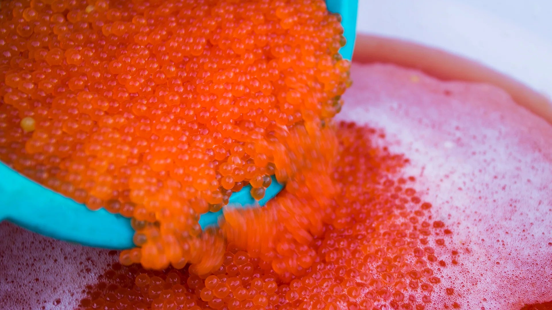Brown Trout Eggs ZA\ aquaculture online shopping