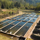 Brown Trout Eggs ZA\ aquaculture online shopping