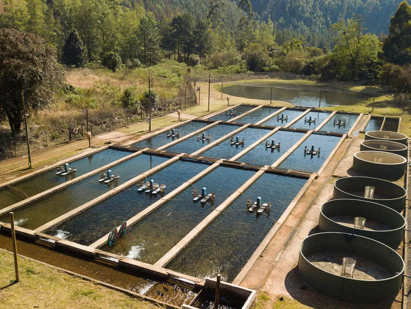 Brown Trout Eggs ZA\ aquaculture online shopping