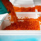 Brown Trout Eggs ZA\ aquaculture online shopping