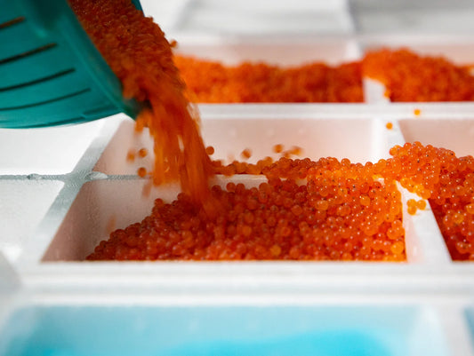 Rainbow Trout Eggs ZA aquaculture online shopping