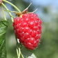 Rubus ‘Tulameen’ Summer Bearing Raspberry