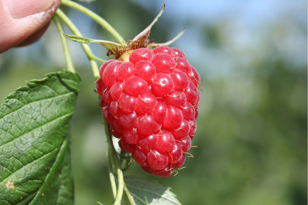 Summerlasting Raspberry Rubus ‘Tulameen’ Summer Bearing Raspberry – EVERGREEN