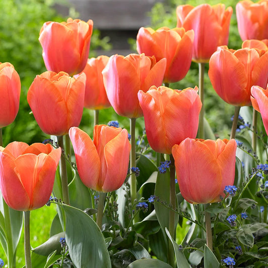 Michael Tulip Bulbs