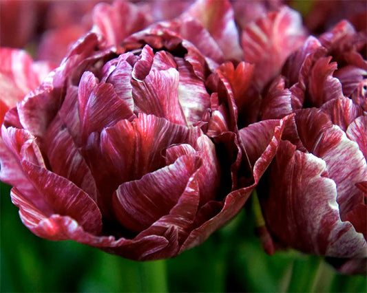 Night Watchman Tulip Bulbs