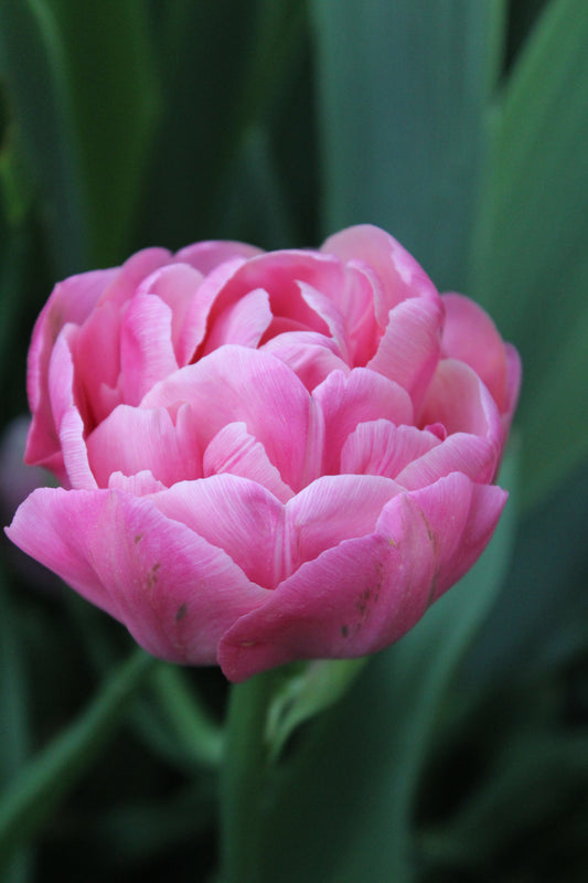 Amazing Grace Tulip Bulbs