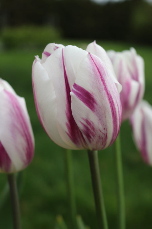 Flaming Flag Tulip Bulbs