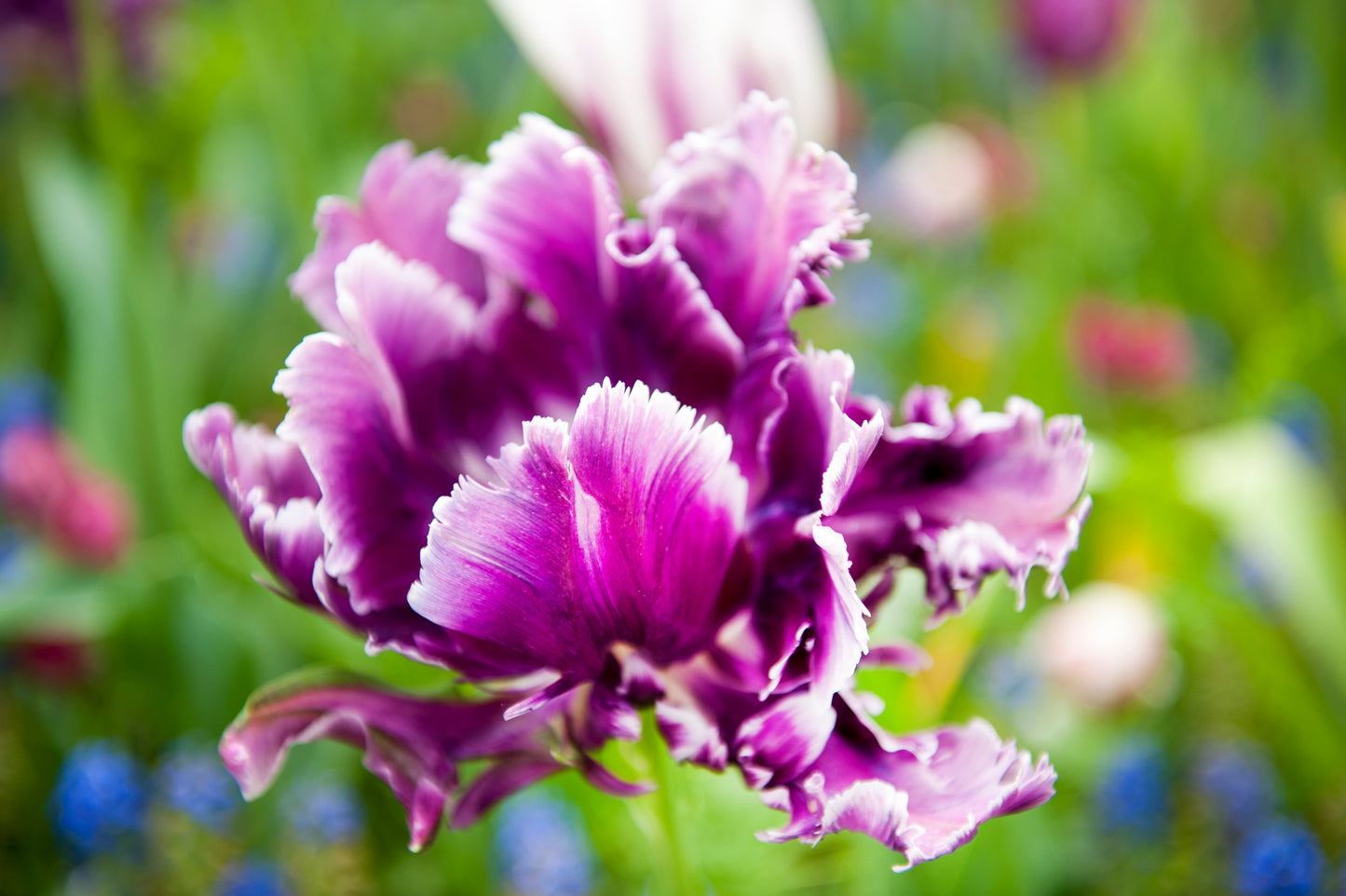 Mysterious Parrot Tulip Bulbs