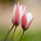 Peppermint Stick Tulip Bulbs