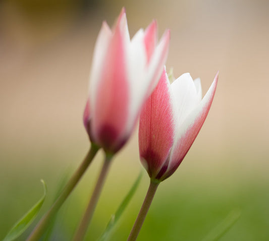Peppermint Stick Tulip Bulbs