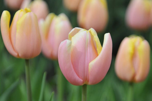 Mango Charm Tulip Bulbs