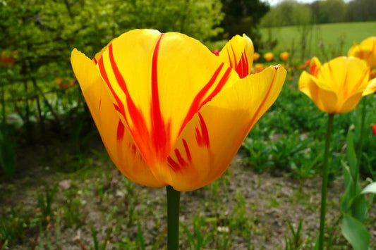 Olympic Flame Tulip Bulbs
