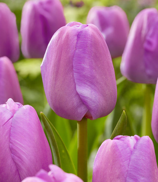 Purple Pride Tulip Bulbs