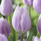 Silver Cloud Tulip Bulbs