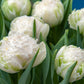 Snow Crystal Tulip Bulbs