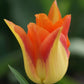 Moonblush Tulip Bulbs