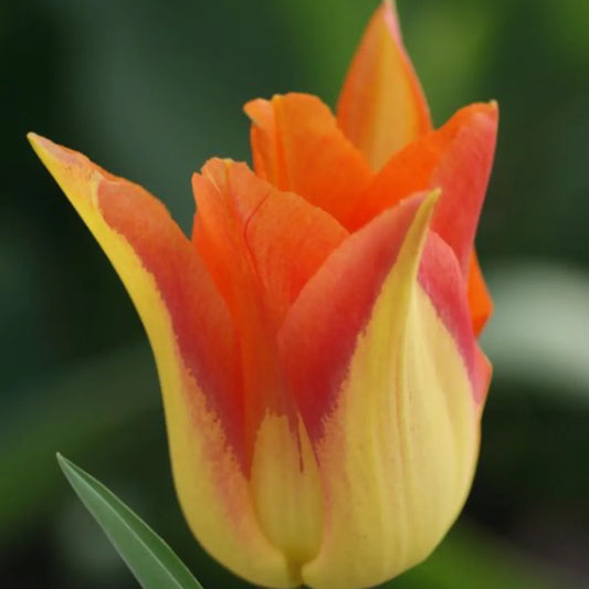 Moonblush Tulip Bulbs