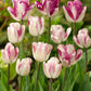 Shiun Tulip Bulbs