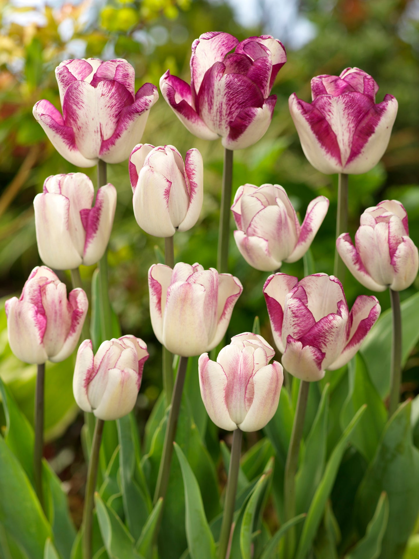 Shiun Tulip Bulbs