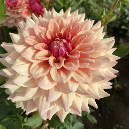 Tuscany Dahlia