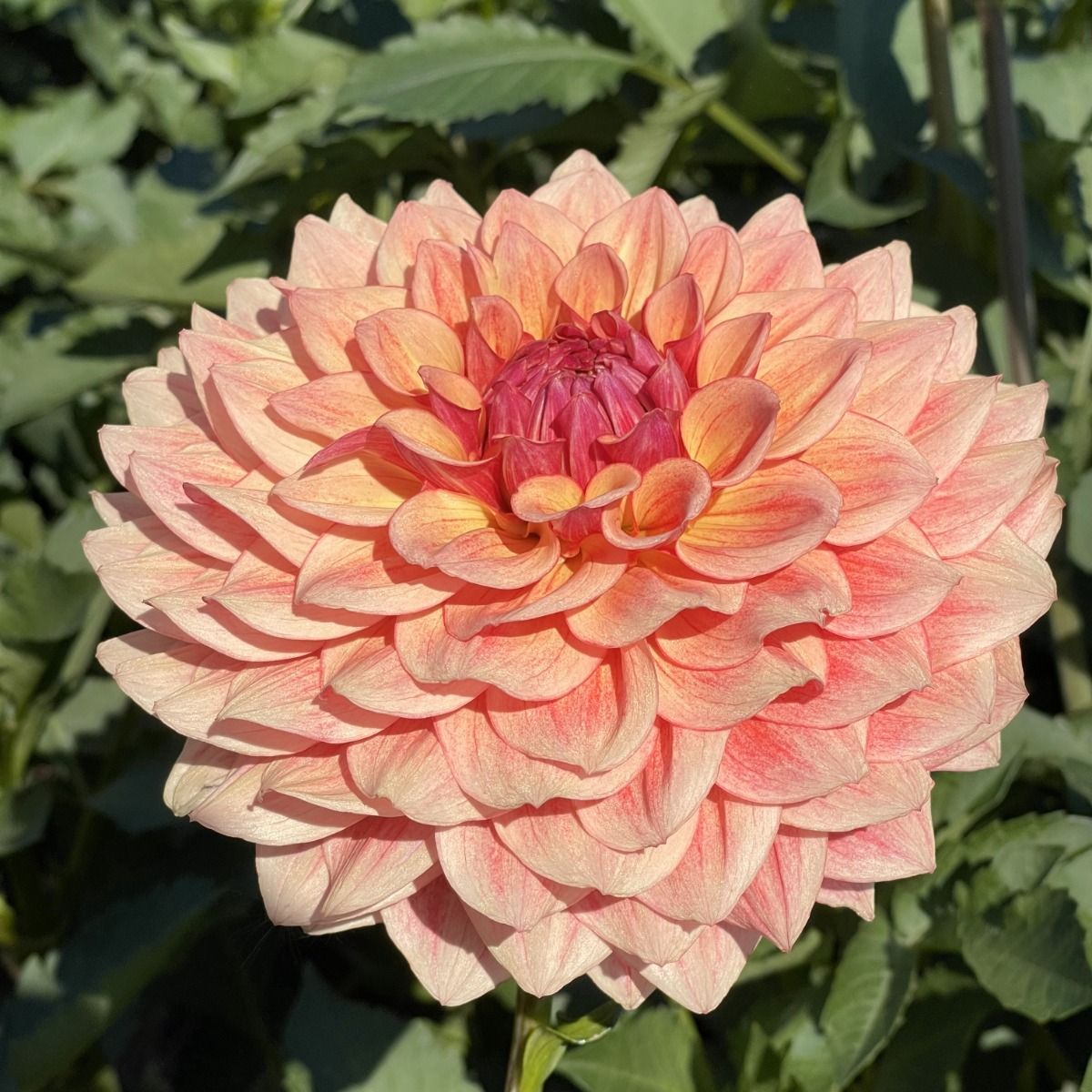 Tuscany Dahlia Plants online shopping