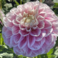 Tutu Much Dahlia Plants online shopping