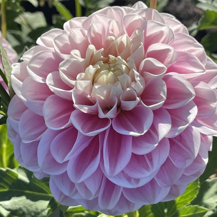 Tutu Much Dahlia Plants online shopping