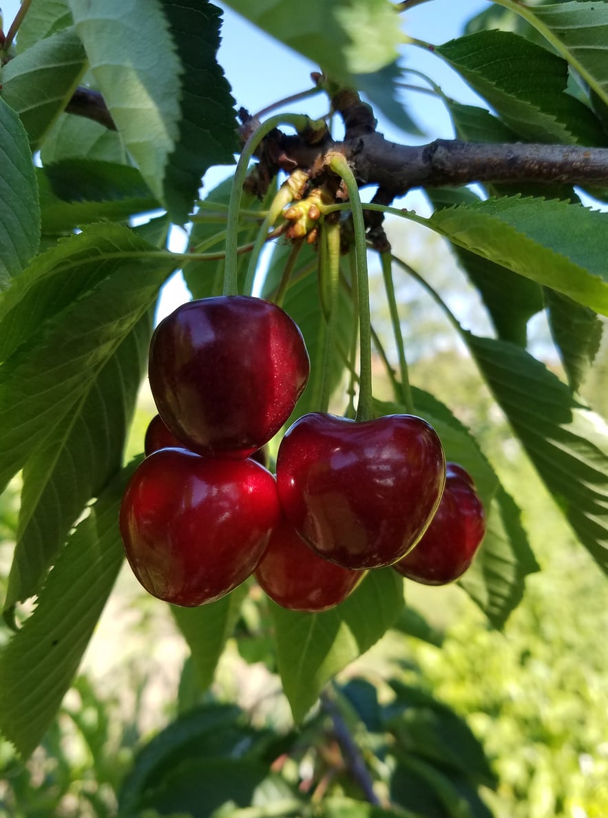 Cherry Tree - Cerisier